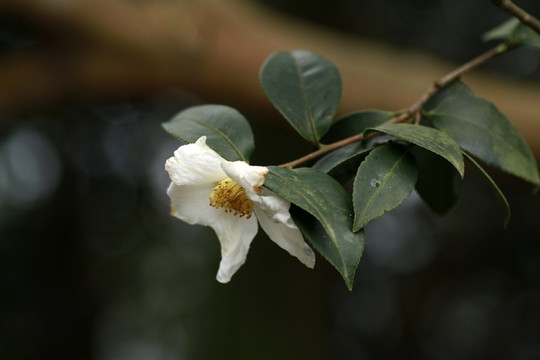 茶花