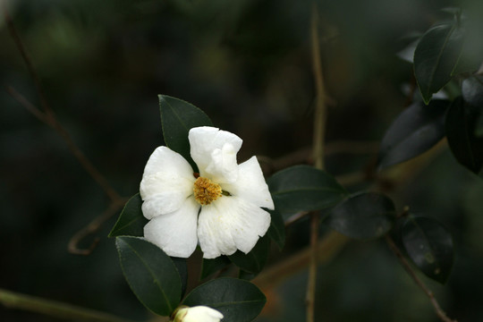 茶花