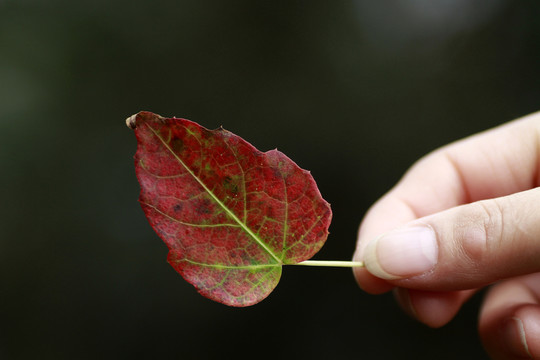 紅葉