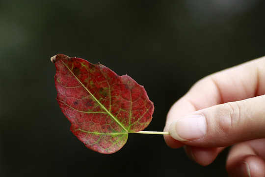 紅葉