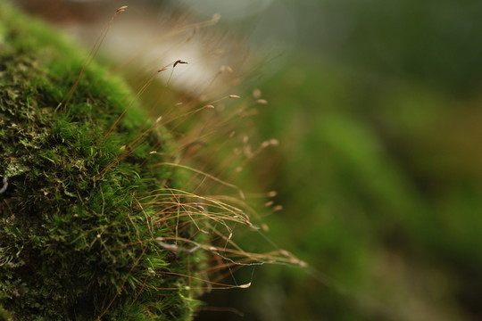 苔蘚