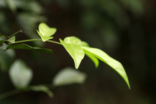 樹葉
