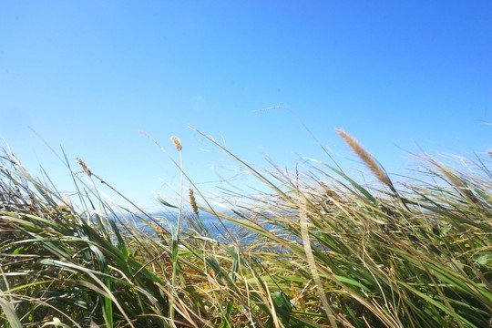 牛島
