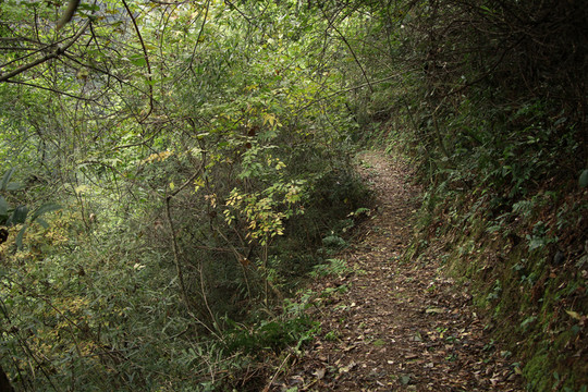 山間小路