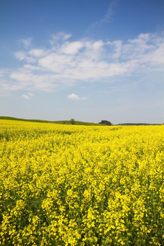 盛開(kāi)的油菜籽領(lǐng)域在春天