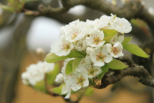 樹