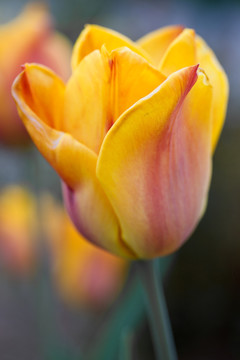 郁金香（tulipa） - 特寫鏡頭