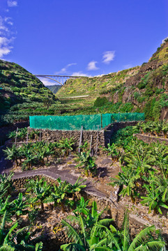 加那利群島