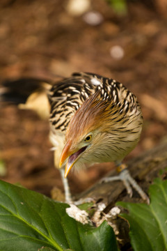 藍(lán)色