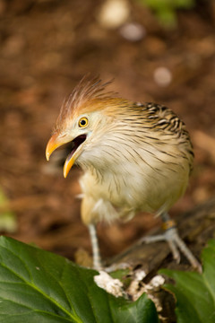 藍(lán)色