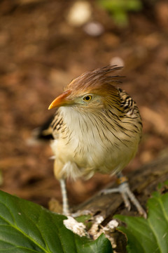 藍(lán)色