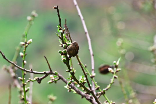 在大加那利杏仁開花
