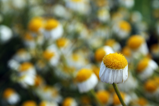 甘菊