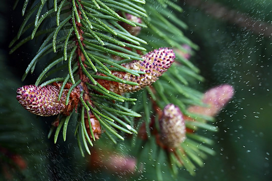 樹