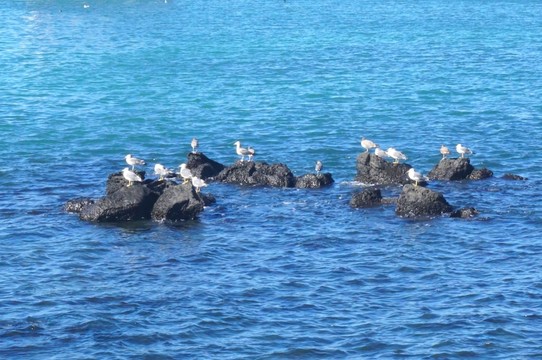 牛島上的鳥