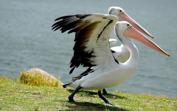 鳥