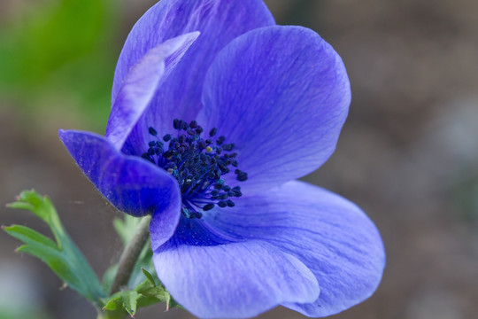 花園?？ê？鹀oronaria）