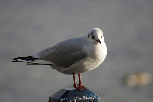 鳥