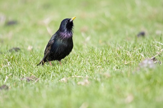 鳥