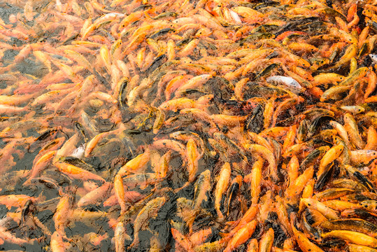 錦鯉