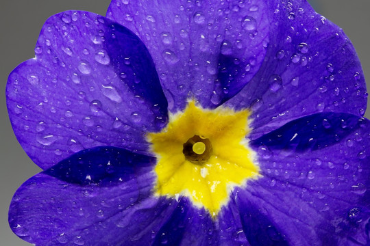 花園