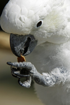 鳥