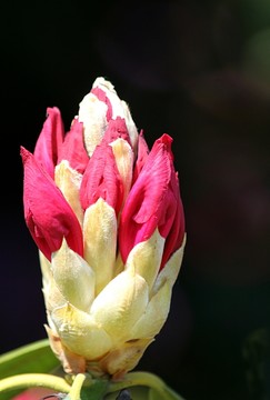 杜鵑花芽