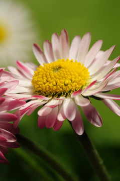 雛菊