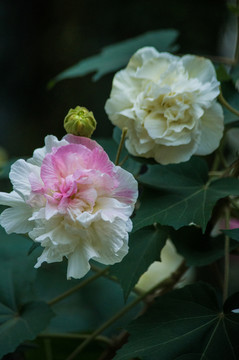 芙蓉花