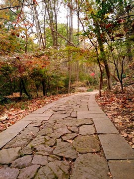 棲霞山之秋