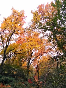 棲霞山之秋