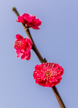 紅梅