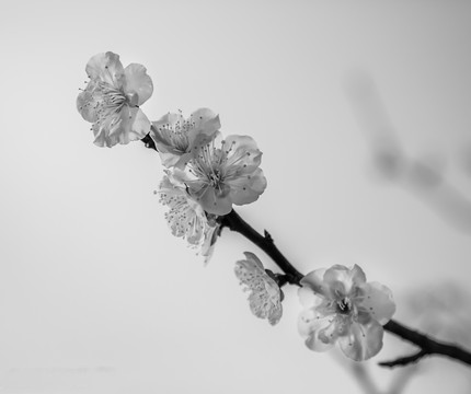 花開淡墨痕