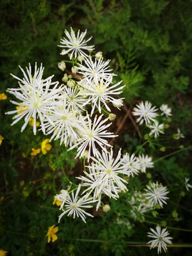 唐松草 雪絨花 小白花