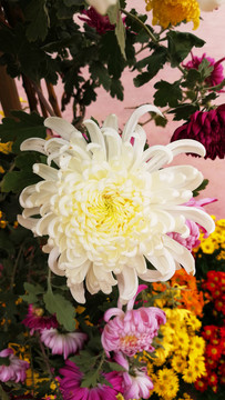 花 菊花 花卉 花瓣 鮮花