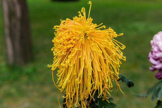 菊花