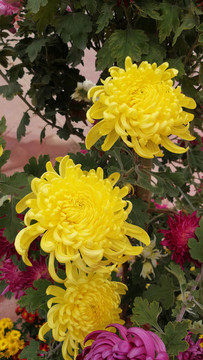 花 菊花 花卉 花瓣 鮮花