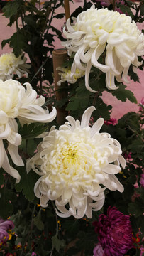 花 菊花 花卉 花瓣 鮮花