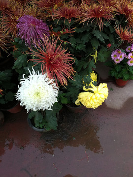 花 菊花 花卉 花瓣 鮮花