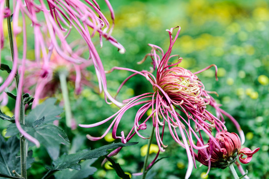 菊花