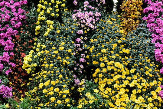 菊花墻 鮮花背景