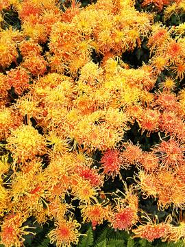 花 菊花 花卉 花瓣 鮮花
