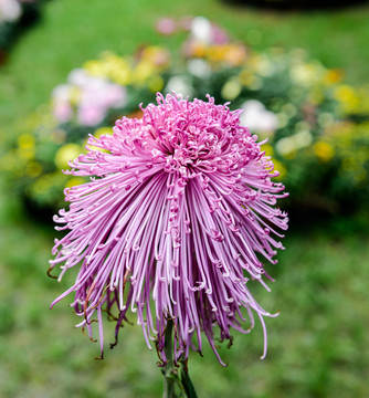 菊花