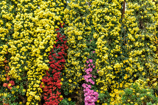 菊花墻 鮮花背景