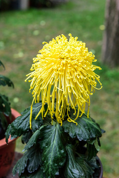 菊花