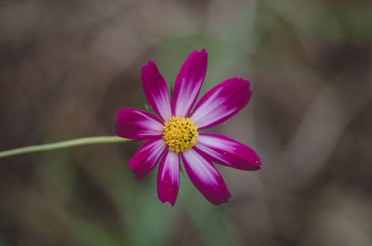 波斯菊 格桑花