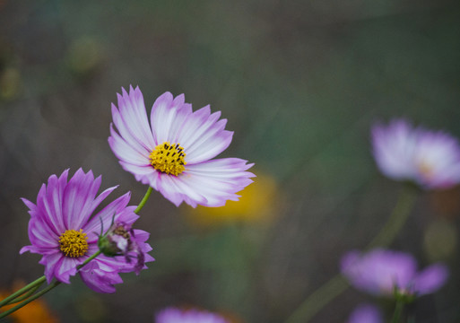 波斯菊 格桑花