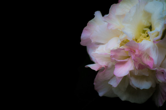 芙蓉花