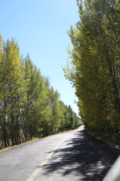 楊樹林蔭道