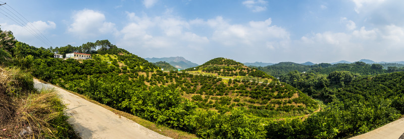 清香蜜桔基地